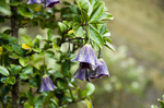 photo thumbnail #15