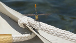 photo thumbnail #9