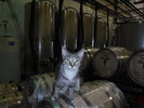 photo thumbnail #12