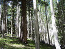 photo thumbnail #4