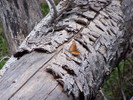 photo thumbnail #6