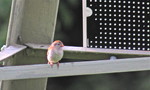 photo thumbnail #5