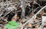 photo thumbnail #15