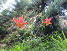 photo thumbnail #4