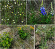 photo thumbnail #9