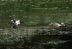 photo thumbnail #15