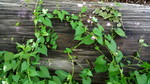 photo thumbnail #11
