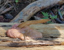 photo thumbnail #13