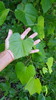 photo thumbnail #14
