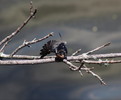 photo thumbnail #14