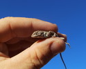 photo thumbnail #2
