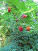 photo thumbnail #4