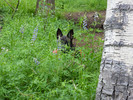 photo thumbnail #3