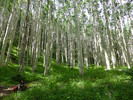 photo thumbnail #6