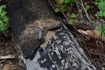 photo thumbnail #5