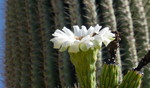 photo thumbnail #8