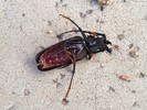photo thumbnail #1
