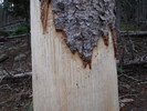 photo thumbnail #13