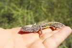 photo thumbnail #2