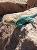 photo thumbnail #8