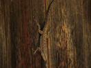 photo thumbnail #14