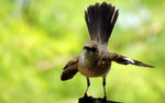 photo thumbnail #4