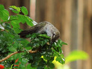 photo thumbnail #15