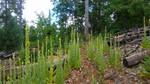 photo thumbnail #4