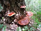photo thumbnail #5