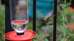 photo thumbnail #5