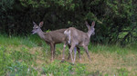 photo thumbnail #12