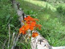 photo thumbnail #2