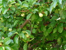 photo thumbnail #14