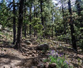 photo thumbnail #8