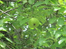 photo thumbnail #1