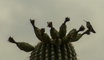 photo thumbnail #2