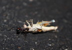 photo thumbnail #7