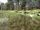 photo thumbnail #11