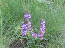 photo thumbnail #6