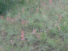 photo thumbnail #9