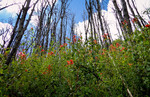 photo thumbnail #8