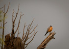 photo thumbnail #9
