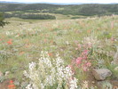 photo thumbnail #4
