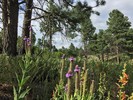 photo thumbnail #4