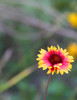 photo thumbnail #10
