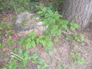 photo thumbnail #2