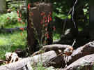 photo thumbnail #7