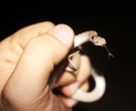 photo thumbnail #1