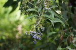 photo thumbnail #11