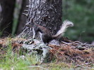 photo thumbnail #15
